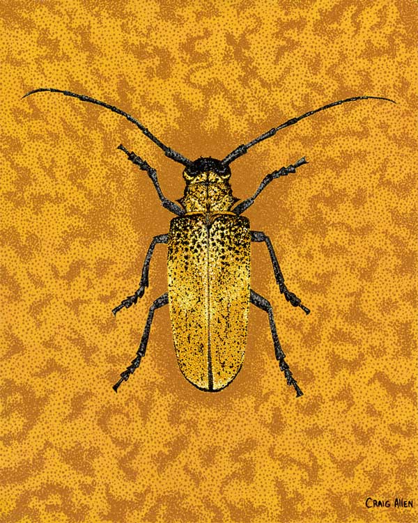 Journal Entry: Pointillist Beetles. The Sulphur Beetle, species: Cteniopus sulphureus is distinctly bright yellow color. 
