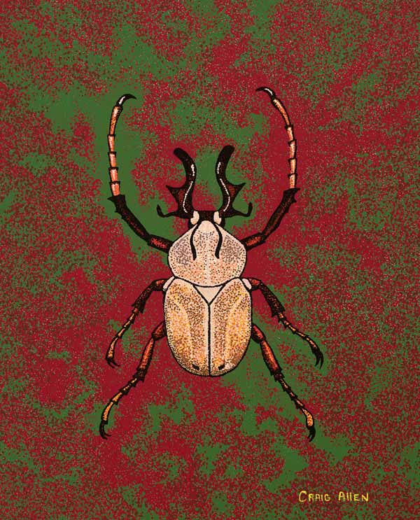 Journal Entry: Pointillist Beetles. Dicranocephalus wallichii or the Reindeer Beetle has an intricate and unusual horns as a headdress.
