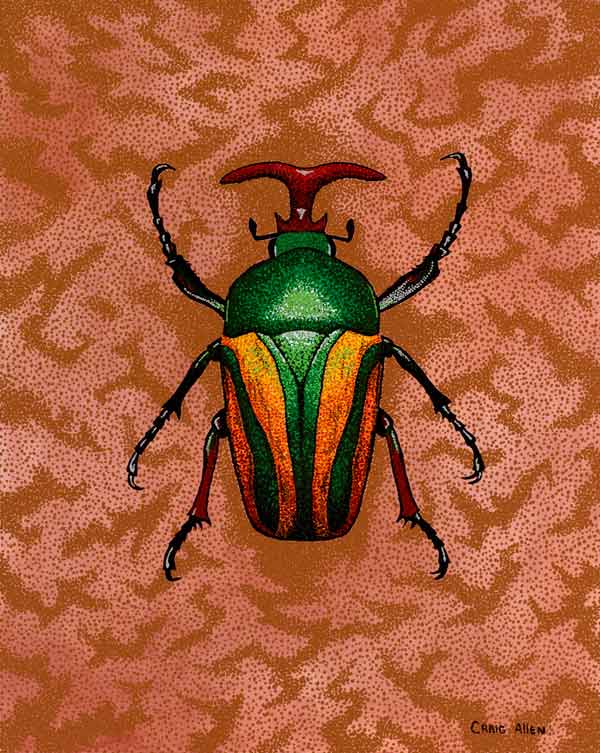 Journal Entry: Pointillist Beetles. Eudicella gralli, sometimes called the flamboyant flower beetle or striped love beetle, is a brightly coloured member of the scarab beetle family.